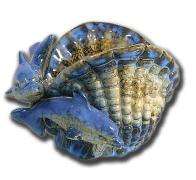 产品尺寸:15*11*9.5CM
包装方式: 4PCS/36PCS/2.54'
说明: 海豚贝壳